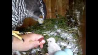 Goshawk and young kestrel