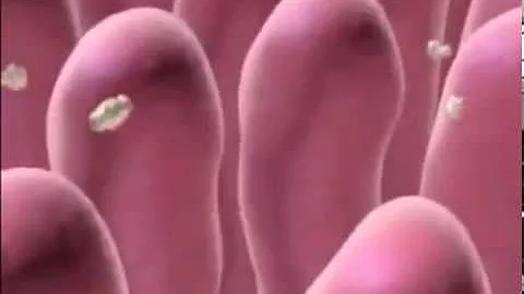 Qual è la funzione dei villi intestinali?