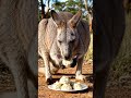 kangaroo