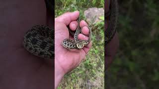 Garter snake! #snake