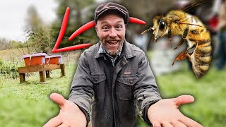 Setting Up For Honeybees by Justin Rhodes 37,844 views 2 weeks ago 10 minutes, 58 seconds