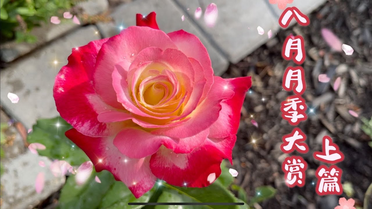 八月的月季（上集）红双喜，比弗利，波塞冬，夏洛特夫人，about face，亚伯拉罕达比，还有一颗要拔草的品种，坐标多伦多