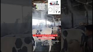 🚿 Dairy Farm Cooling Solution 🚿HISAR Fogger System for Dairy Farm📞 Contact: 9996655075👨‍🔧 Sharma ji
