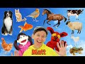 What Do You See? Song Animals | Book Version | Dream English Kids