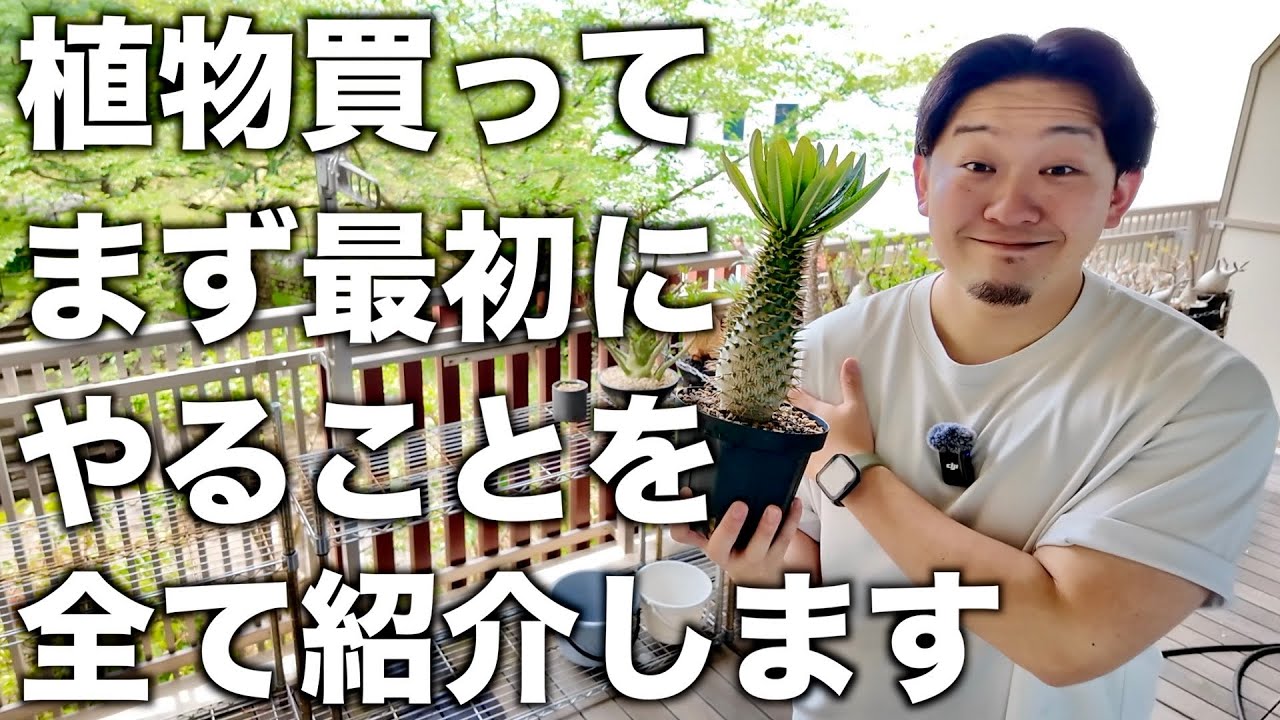 【塊根植物】買って最初にこれやっておけば植物がよく育ちます