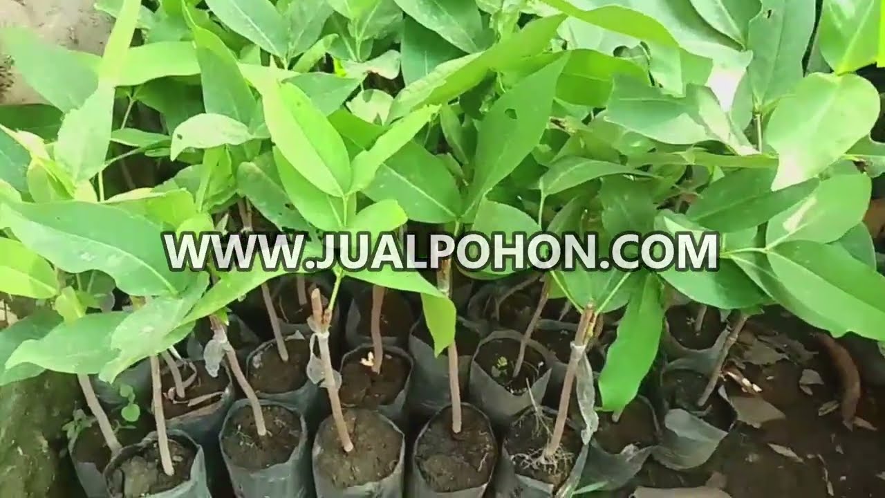 Tanam Bibit Jambu Air Green Giant untuk Kebun yang Berkualitas!