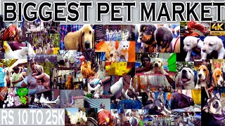 Biggest pet market in tamilnadu ❤| dog sale in chennai | sunday birds market | kozhi market tamil