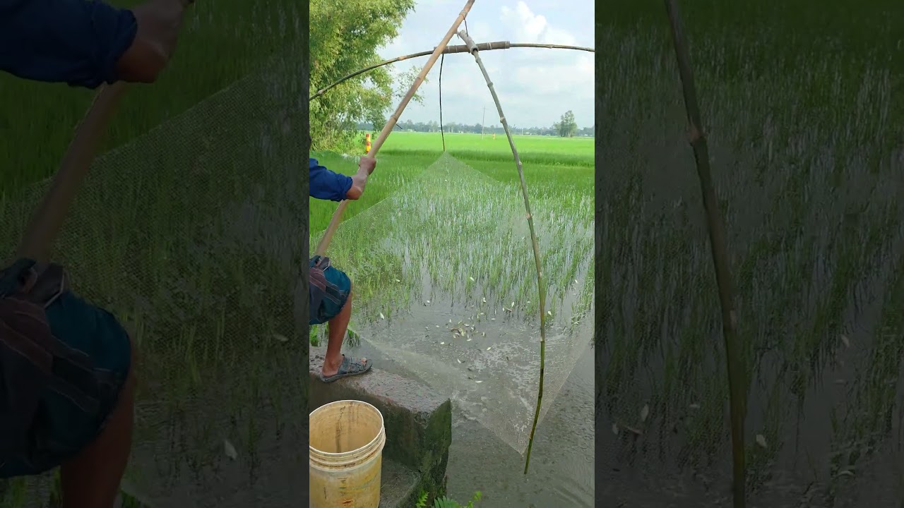 Amazing net fishing in paddy water