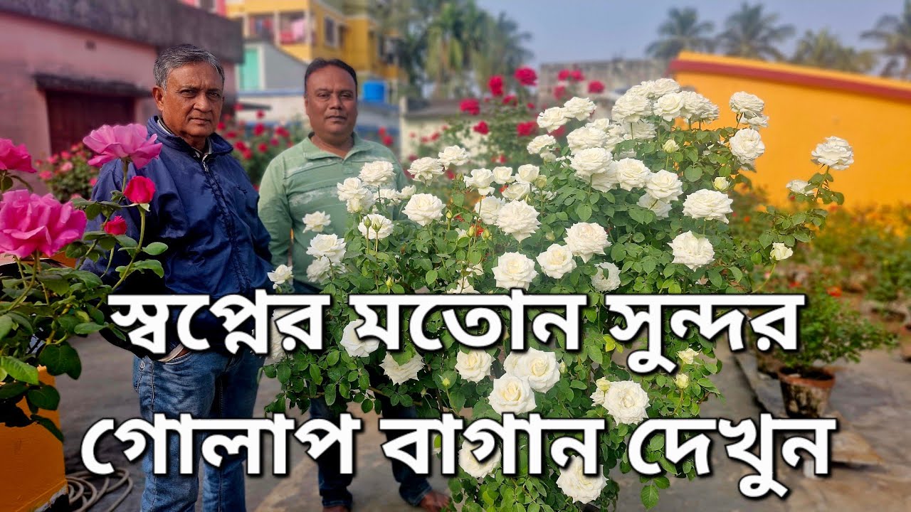 স্বপ্নের সমান সুন্দর গোলাপ বাগান:Beautiful rose🌹garden Visit|জয়ন্ত পৈত|