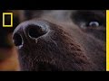Tyson's Tracking Skills and Strategies