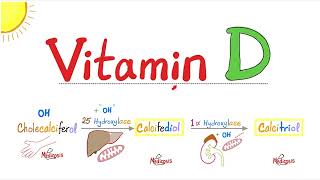 Vitamin D Activation - UV light, Liver, Kidney - Cholecalciferol, Calcifediol, Calcitriol - Biochem screenshot 2