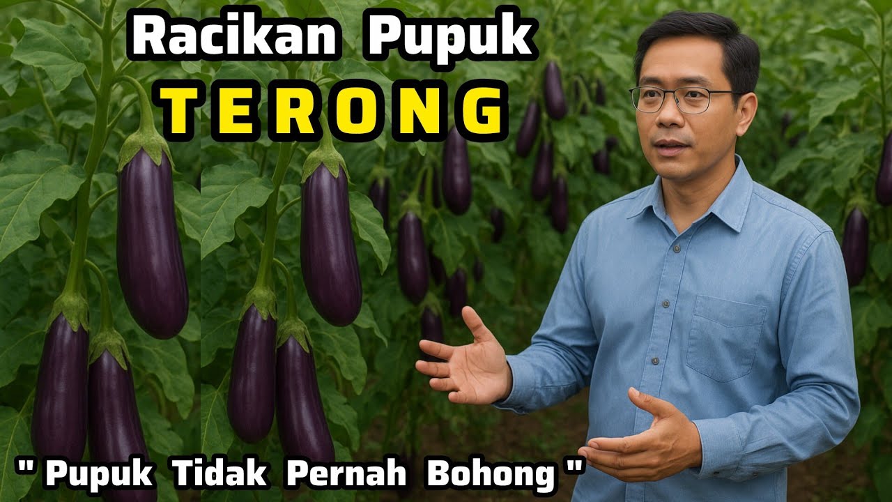 ✅ Racikan Pupuk Super‼️Pupuk Terong Ungu + Tomat‼️Lengkap Dengan Insektisida + Fungisida Untuk Hama💯