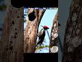 How Do Woodpeckers Survive 1400 G Force 😱 #shorts #woodpecker #shortsfeed
