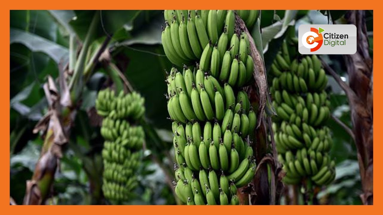 | KENYA'S GOLD | Bananas Farming in Kenya [Part 1]