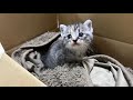 2日間ひとりで鳴き続けていた子猫を保護【かぐ告兄妹日記#1】Protected a kitten that had been meowing for two days.