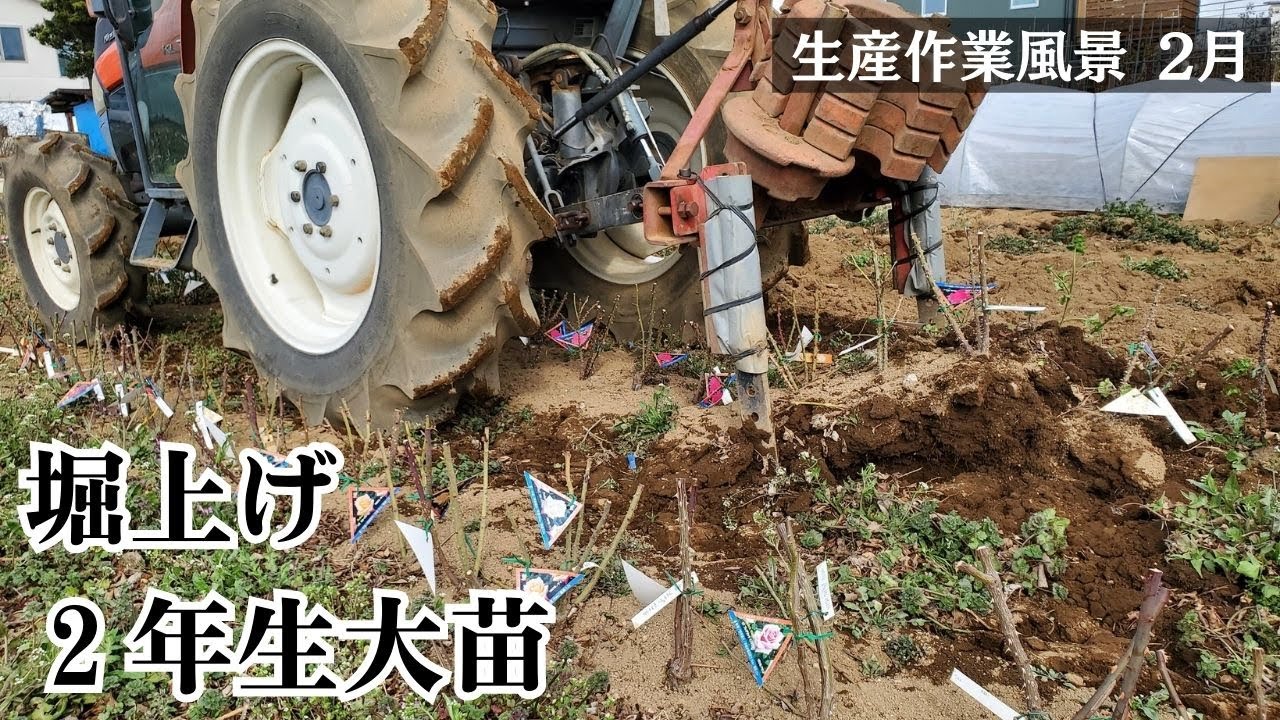 【大苗掘り上げ 生産作業風景】2025年2月中旬の記録