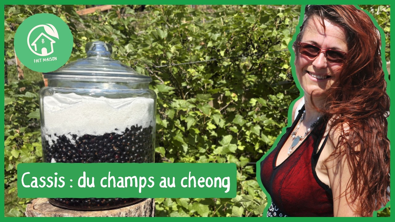 Cassis: du champs au cheong, toutes les étapes pour réussir! #faitmaisonparclaudiab #cassis