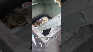 I was stunned the moment she opened the trash can. #raccoon #animal #rescue #shortvideo