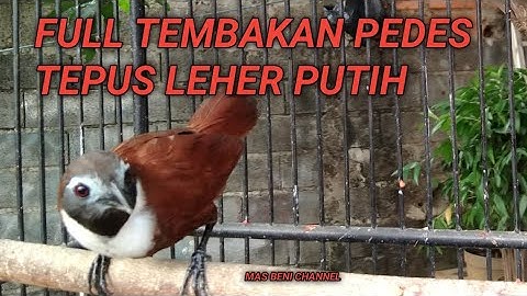 FULL TEMBAKAN PEDES TEPUS LEHER PUTIH