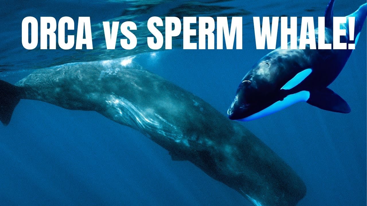 SPERM WHALE vs ORCA! APEX CLASH In the Ocean! - YouTube