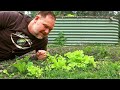 5 Veggies That Grow FASTER Than GRASS!