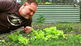 5 Veggies That Grow FASTER Than GRASS!