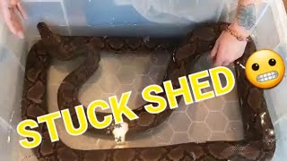 Bathing My Reticulated Python