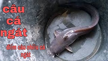 Câu cá ngát gần cầu điểm câu đẹp cá ăn lia lịa ✅