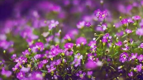 أجمل تلاوة سمعتها لسورة الحاقة - سورەتی  الحاقة بە دەنگی باوکی ئادەم