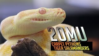 20Mu - Tiger Salamanders & Carpet Pythons