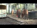 Charity rescues horses from remote Scottish island