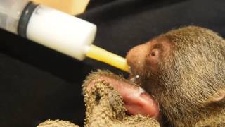Sloth twins rejected by mother and handrearing started. Two days old.