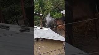 Sauraha Chitwan Elephant Bhathing