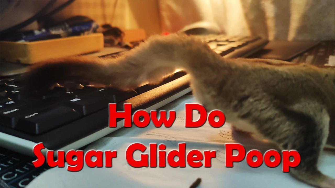 How Do Sugar Glider Poop YouTube