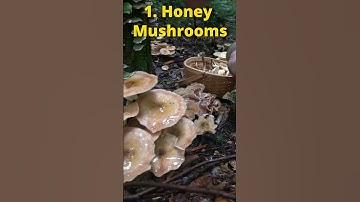 3 Wild Foods you can Eat for Survival!