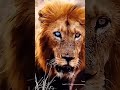 The 6 Most Legendary Lions That Ever Walked This Earth 👑🦁