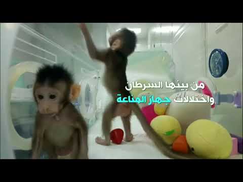 بي بي سي ترندينغ تغريدات حول استنساخ البشر بعد تجربة ناجحة لاستنساخ قردة في الصين 