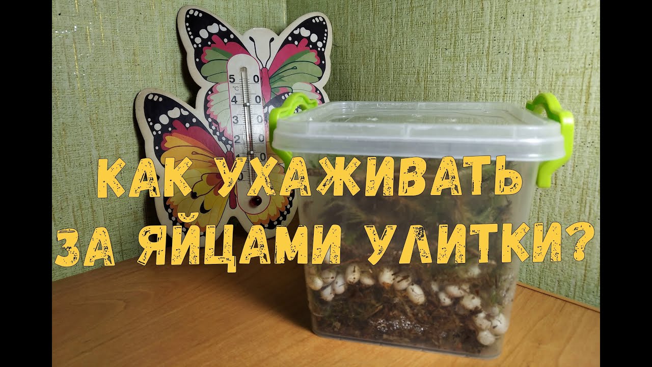 Как ухаживать за яйцами улитки Ахатины. Инкубация яиц улитки. Что делать с кладкой и сколько ждать.