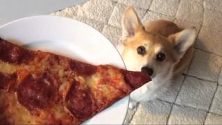 Sneakers the Corgi Has Her Eye on the Prize