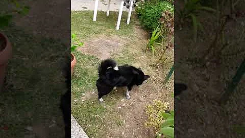 Come vive il cane?