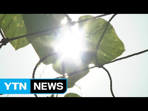 [날씨] 이번 주 폭염·열대야 절정...기습 소나기 주의 / YTN (Yes! Top News)