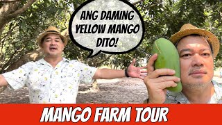 OUR MANGO FARM TOUR