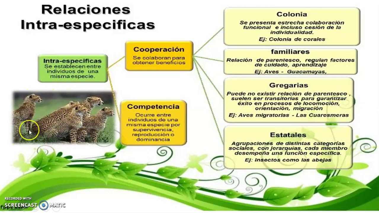 RELACIONES INTRAESPECIFICAS