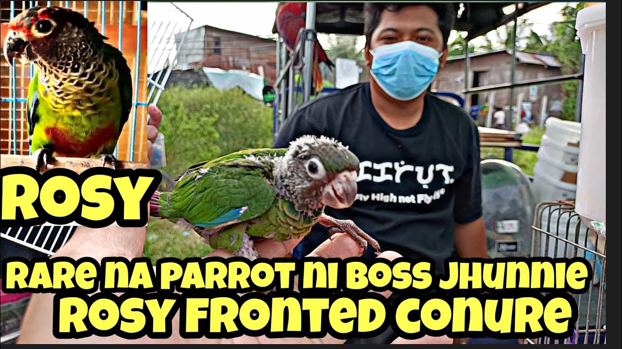 murang tiange Ng ibon sa bocaue