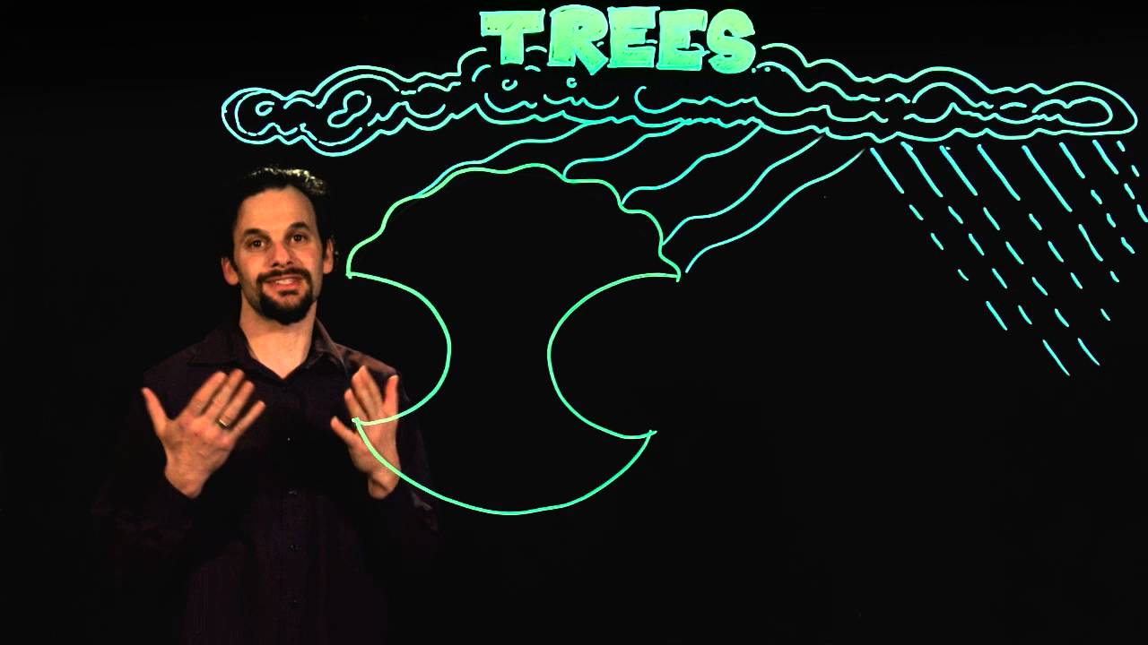 Trees in the Permaculture Landscape - YouTube