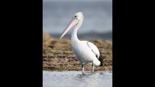 top 5 pelican stages of life