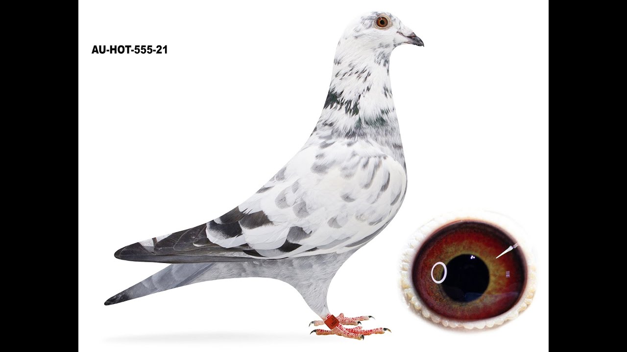How to breed a Champion Racing Pigeon?