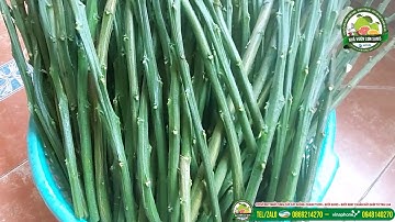 Thời gian cần thiết để đặt mắt ghép (chồi) bưởi Ruby từ Thái Lan