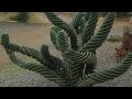 Recuperando CACTUS TORNILLO,Cereus forbesii spiralis 🏜⛔