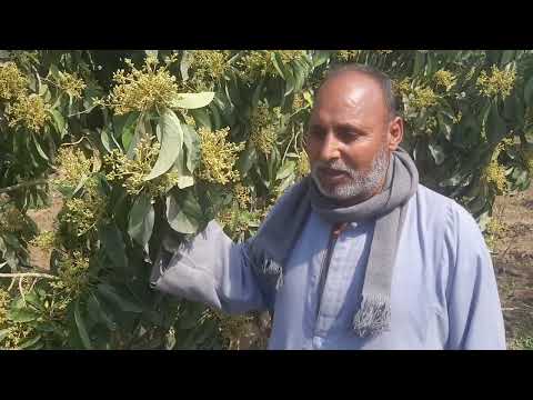 هل فعلا فدان الافوكادو يحقق ربح٣٠٠ الف جنية وسعر الكيلو ١٠٠ جنيةشاهد